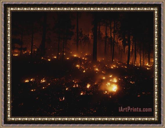 Raymond Gehman Fires Dot The Ponderosa Pine Forest on The Mescalero Indian Reservation Framed Print