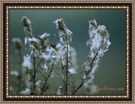 Raymond Gehman Fluff From Seed Clings to Spent Blooms And Stems of Weedy Wildflowers Framed Print