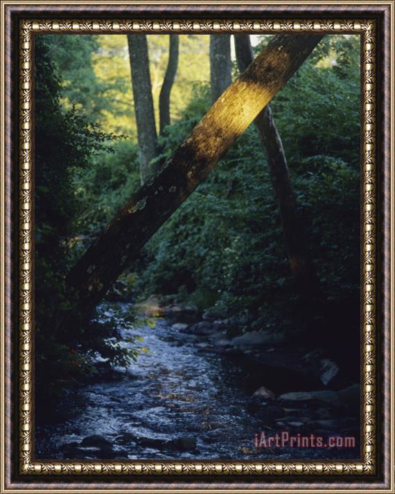 Raymond Gehman Gentle Rock Strewn Stream in a Woodland Setting Framed Print
