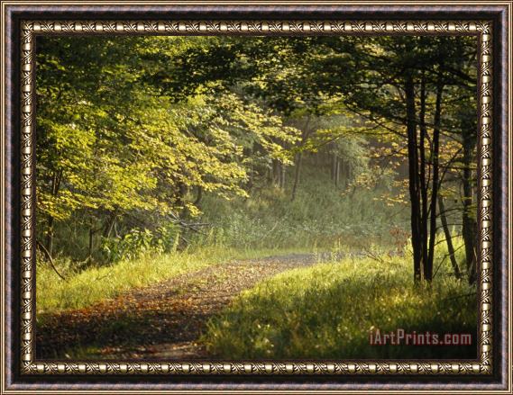Raymond Gehman Gravel Road Through The Edge of a Forest in Early Morning Light Framed Painting