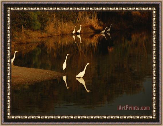 Raymond Gehman Great Egrets Feeding in a Pond Surrounded with Aquatic Grasses Framed Print