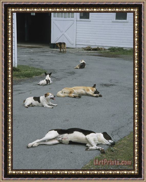 Raymond Gehman Group of Dogs Lying About on The Paved Driveway of a Farm Building Framed Painting