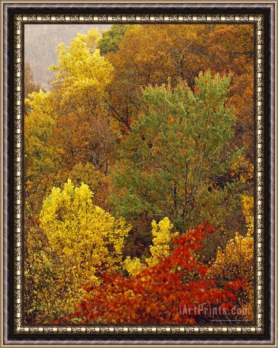 Raymond Gehman Hardwood Forest with Maple And Oak Trees in The Fall Framed Painting