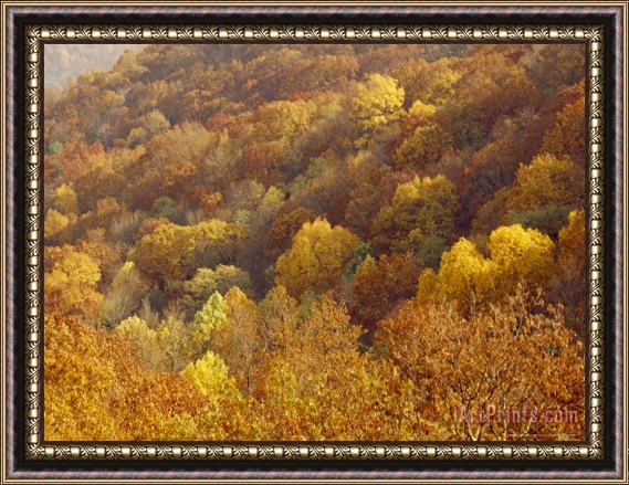 Raymond Gehman Hardwood Forest with Maple Hickory And Oak Trees in The Fall Framed Print