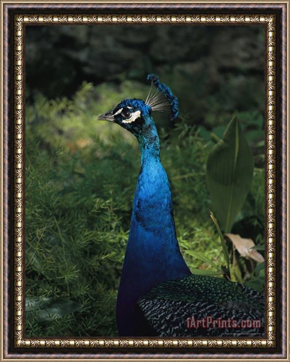 Raymond Gehman Head And Neck of a Peacock with Iridescent Blue Feathers Framed Print