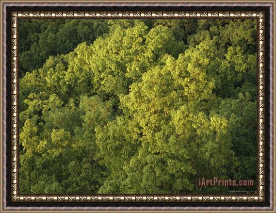 Raymond Gehman Hickory Tree Forest in Late Afternoon Light Framed Print