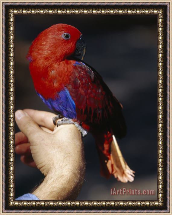Raymond Gehman Hiker's Pet Bird Solomon Island Eclectus Rests on His Finger Framed Painting