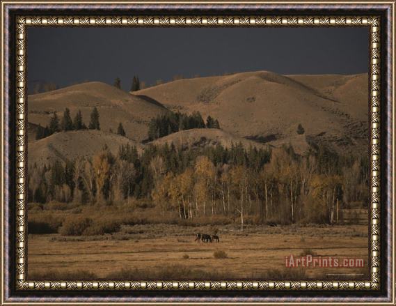 Raymond Gehman Horses Grazing in Grand Teton National Park Framed Painting