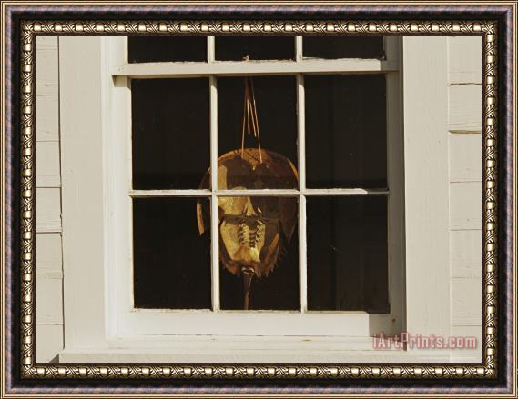 Raymond Gehman Horseshoe Crab Shell Hanging in a Window Framed Print