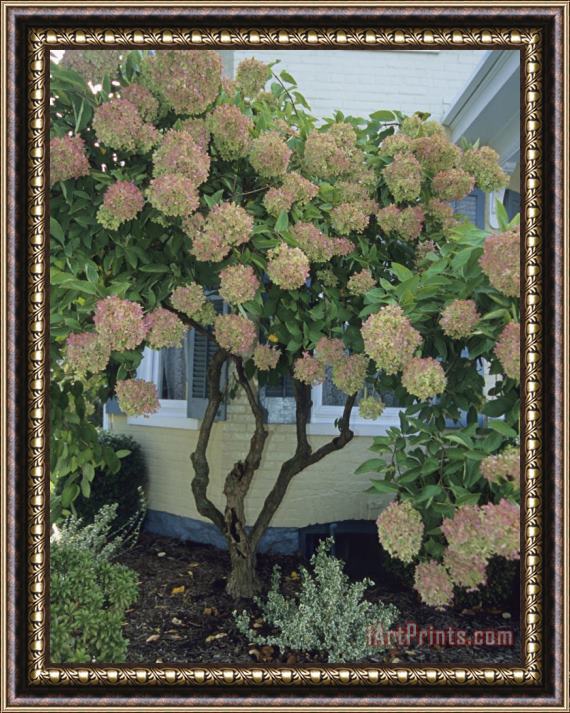 Raymond Gehman Hydrangea Filled with Blossoms Framed Painting