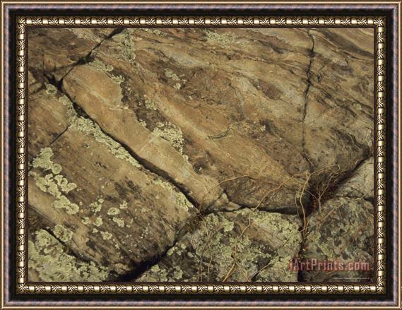 Raymond Gehman Lichens on a River Scoured Rock Formation Framed Painting