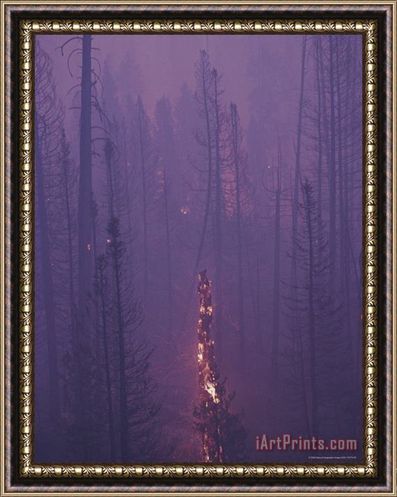 Raymond Gehman Lodgepole Pine Trees Burn And Smoulder at Twilight Framed Print