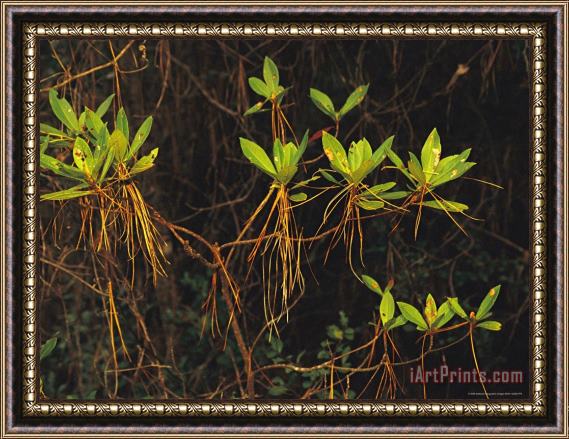 Raymond Gehman Longleaf Pine Needles Hanging Off Bright Green Bay Tree Leaves Framed Print