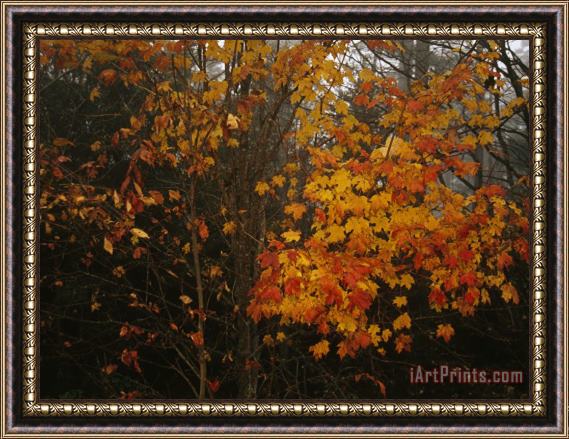 Raymond Gehman Maple Tree with Autumn Colored Leaves in a Foggy Rainy Forest Framed Print