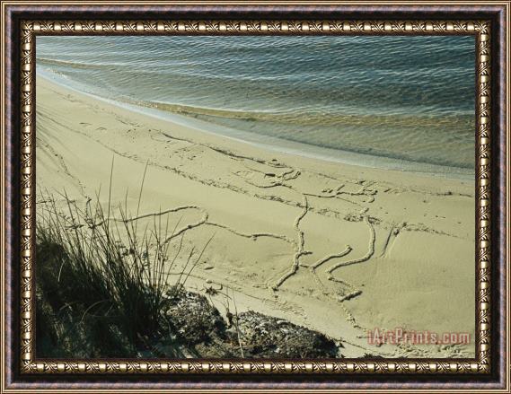 Raymond Gehman Mole Cricket Burrows Form Patterns on The Sandy Beach Framed Painting