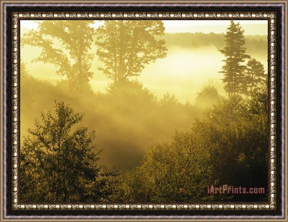 Raymond Gehman Morning Fog in a Forest Bathed in Sunlight Framed Painting