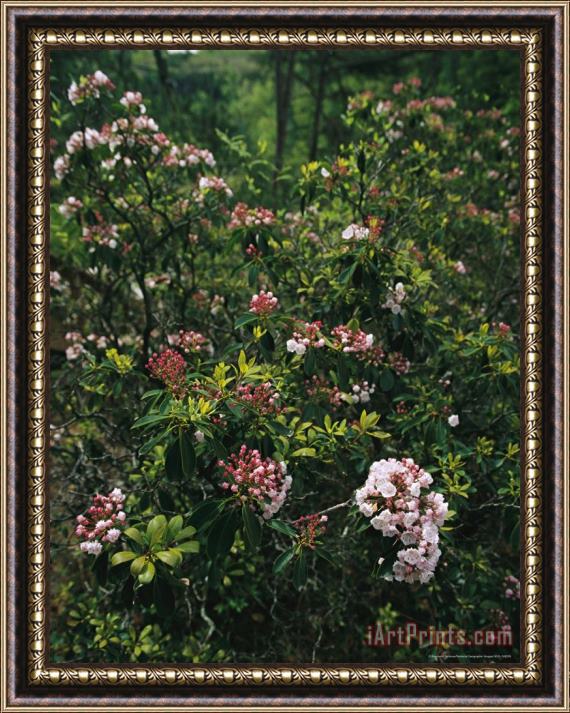 Raymond Gehman Mountain Laurel Blossoms in a Southern Appalachian Woodland Framed Painting