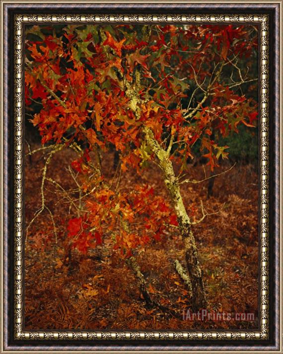 Raymond Gehman Oak Tree with Fall Foliage Standing Among Fallen Leaves And Ferns Near Lake Waccamaw Framed Painting