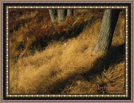 Raymond Gehman Oak Trees And Meadow with Grasses at Tanners Ridge Framed Print
