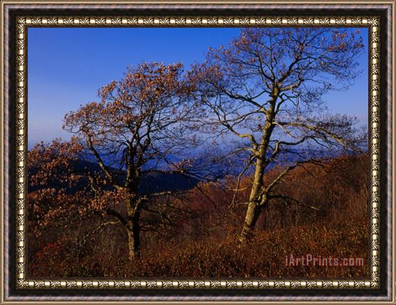 Raymond Gehman Oak Trees in Autumn Colors in a Mountain Scenic Framed Painting
