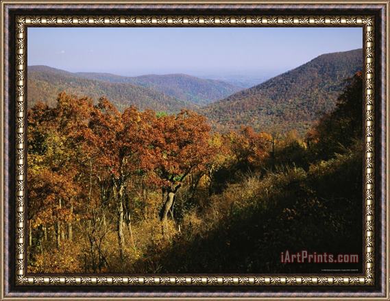 Raymond Gehman Oak Trees on Mountainside at Stony Man Overlook Framed Print