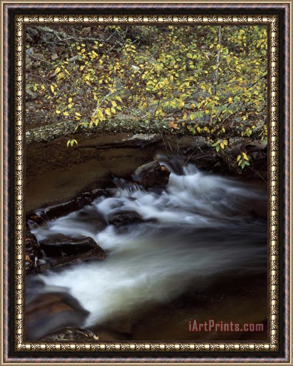 Raymond Gehman Paint Creek Rushes Beneath Birch Tree Branches on Paint Mountain Framed Painting