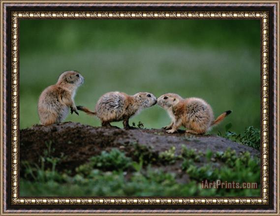 Raymond Gehman Prairie Dogs Touch Noses in a Possible Prelude to Kin Recognition Framed Painting