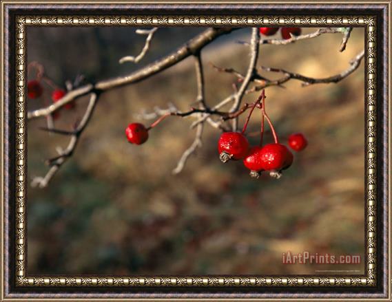 Raymond Gehman Red Fruit on The Tips of Leafless Serviceberry Branches Framed Painting