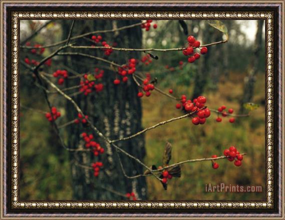 Raymond Gehman Red Service Berries on Leafless Twigs in an Autumn Forest Framed Print