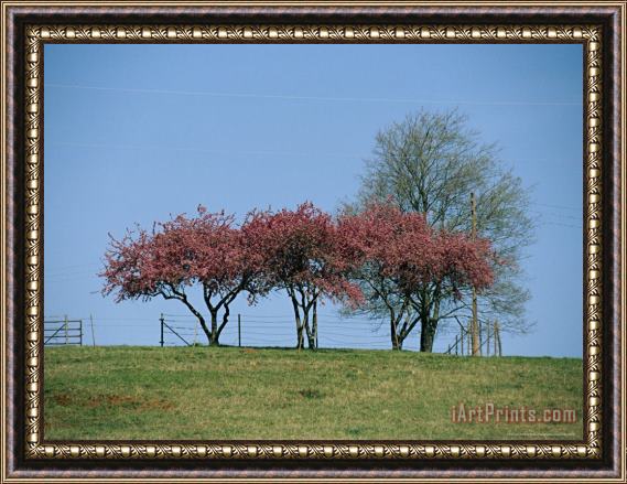 Raymond Gehman Redbud Trees in Bloom Framed Painting