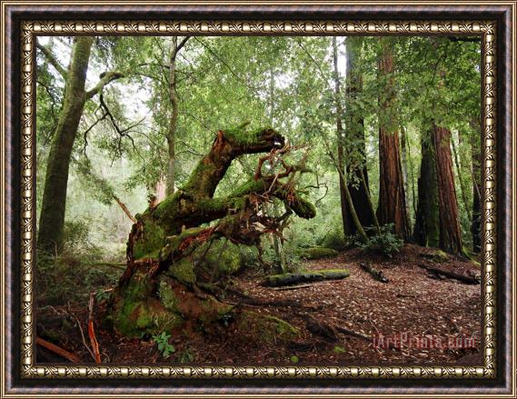 Raymond Gehman Redwoods in Big Basin State Park California Framed Print