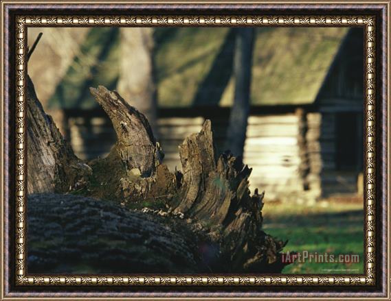 Raymond Gehman Roots of a Fallen Oak Tree with Miller Cabin in The Background Framed Print