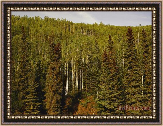 Raymond Gehman Scenic View of The Boreal Zone of Taku Wilderness Framed Painting