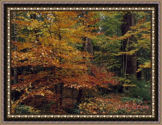 Raymond Gehman Scenic Woodland View of Beech Trees in Autum Hues And Hemlocks Framed Painting