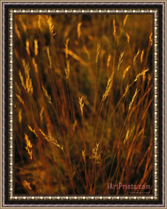 Raymond Gehman Seed Heads Top Golden Grasses Framed Print