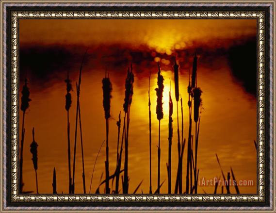 Raymond Gehman Silhouetted Cattails And Sunlight on The Water at Sunset Framed Print
