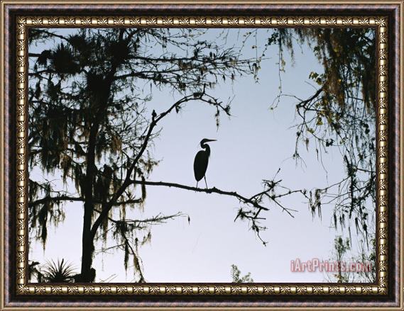 Raymond Gehman Silhouetted Great Blue Heron in a Spanish Moss Draped Cypress Tree Framed Painting