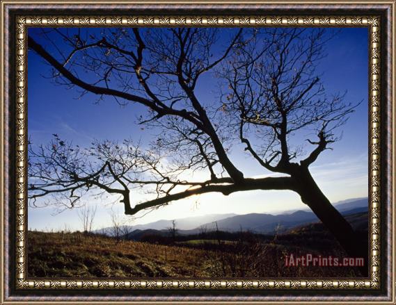 Raymond Gehman Silhouetted Oak Tree Branches at Sunset Framed Painting