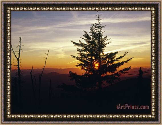 Raymond Gehman Silhouetted Red Spruce at Sunset Atop Clingman's Dome Framed Painting