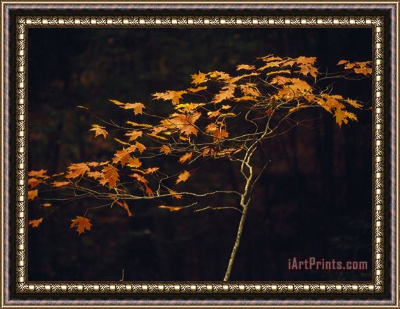 Raymond Gehman Small Red Maple Standing Along The Debord Falls Trail Framed Print