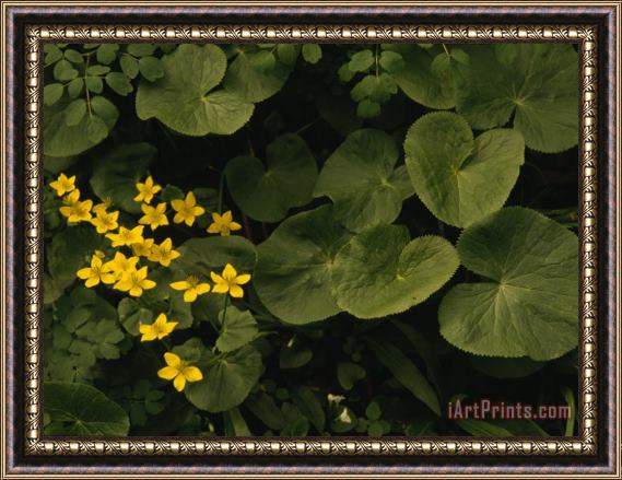 Raymond Gehman Small Yellow Flowers Growing Among Lush Foliage Framed Print