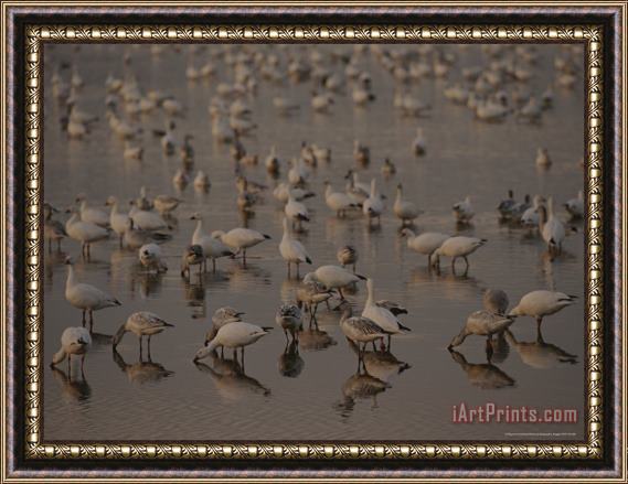 Raymond Gehman Snow Geese Feeding on Swans Cove Pool at Dusk Framed Print