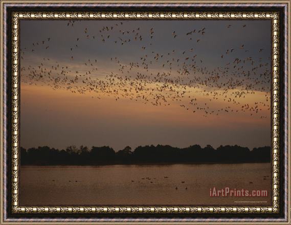 Raymond Gehman Snow Geese in Flight Over Swans Cove Pool at Dusk Framed Painting