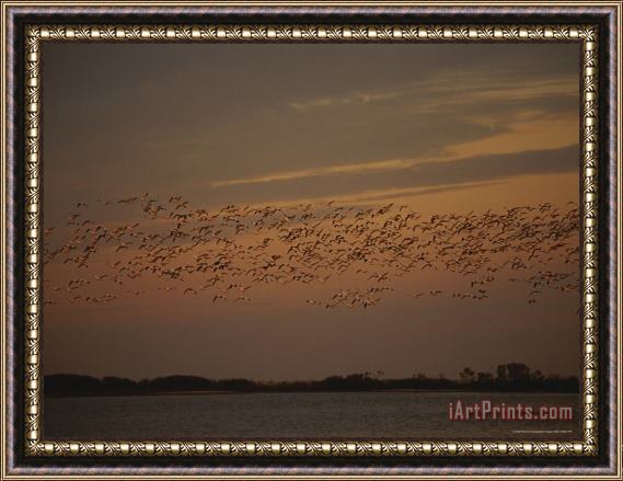 Raymond Gehman Snow Geese in Flight Over Swans Cove Pool at Sunset Framed Painting