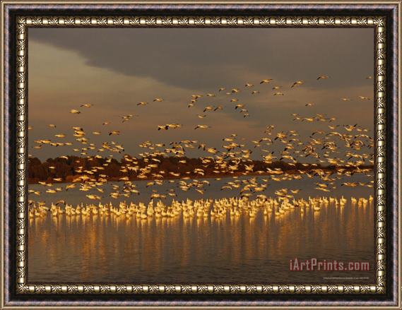 Raymond Gehman Snow Geese on Swans Cove Pool at Sunset Framed Painting