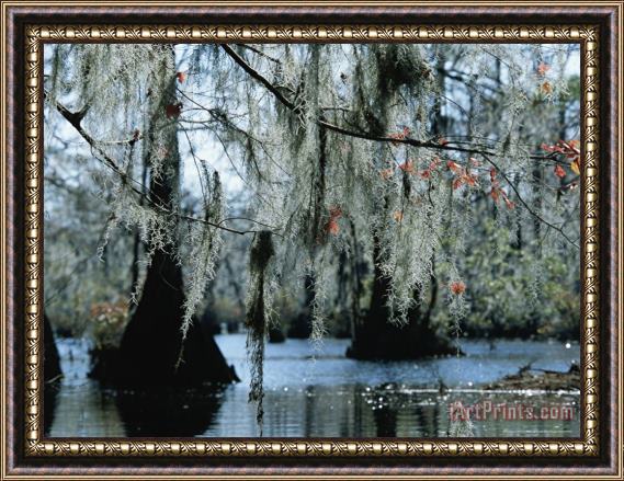 Raymond Gehman Spanish Moss Hanging From The Branches of Bald Cypress Trees Framed Painting