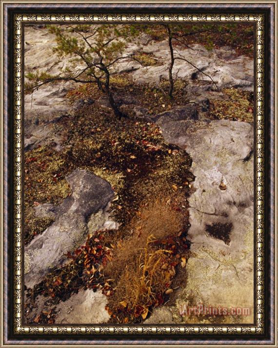 Raymond Gehman Sphagnum Moss Carpeting a Sandstone Formation Framed Print