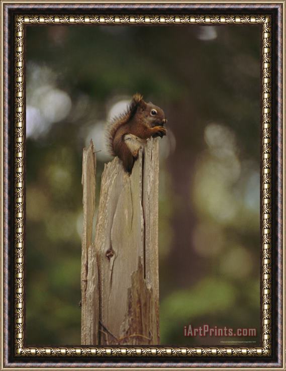 Raymond Gehman Squirrel Chews on a Nut Atop a Fence Post Framed Painting