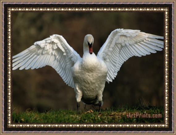 Raymond Gehman Swan with Its Wings Spread Framed Painting