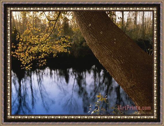 Raymond Gehman Sweet Gum Tree Leaning Over The Dismal Swamp Canal Framed Print
